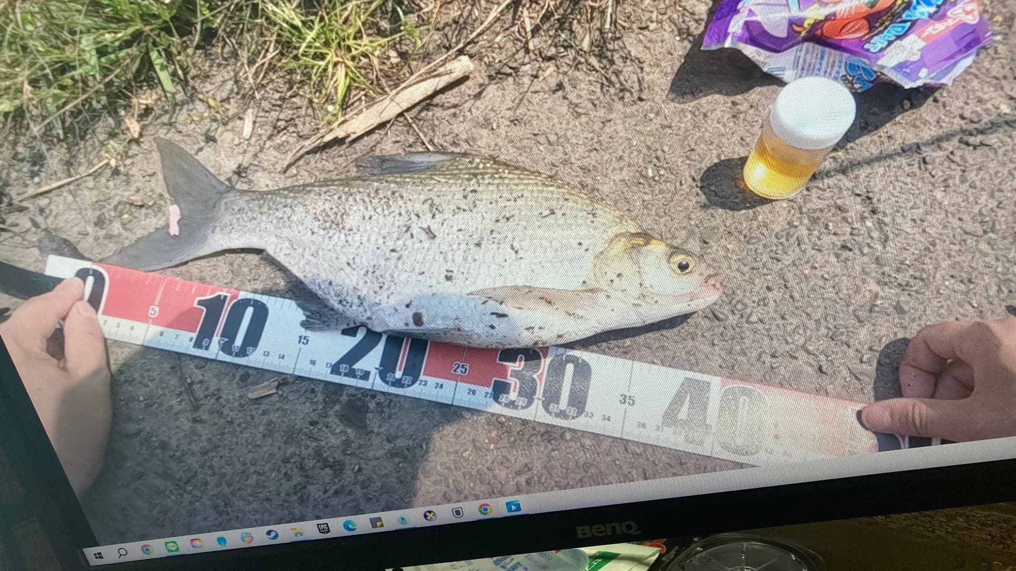 釣り上げたダントウボウの写真